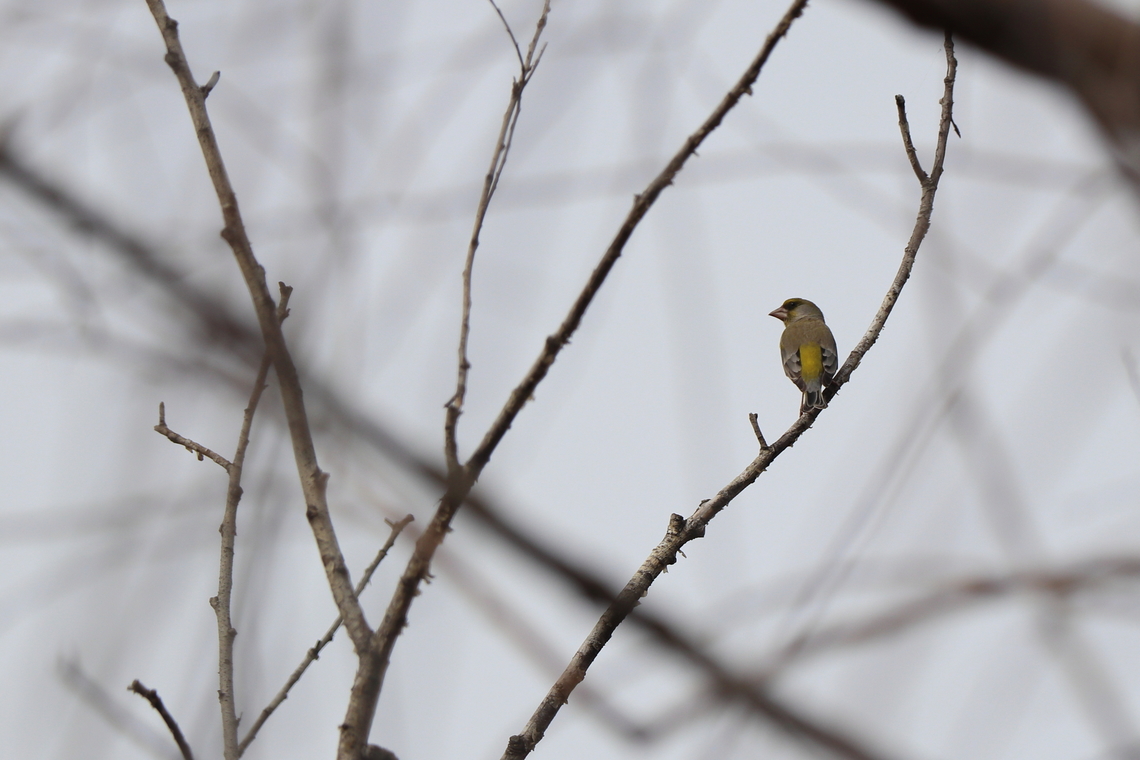 European Greenfinch  Chloris chloris,European Greenfinch,Geotagged,Romania,Spring