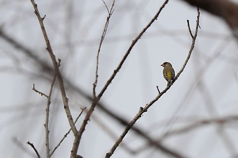 European Greenfinch  Chloris chloris,European Greenfinch,Geotagged,Romania,Spring