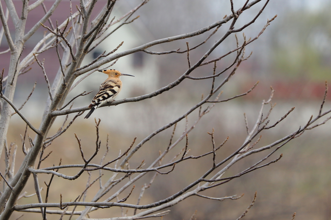 Eurasian Hoopoe  Eurasian hoopoe,Geotagged,Romania,Spring,Upupa epops