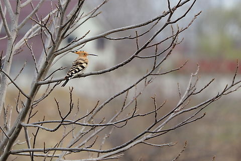 Eurasian Hoopoe  Eurasian hoopoe,Geotagged,Romania,Spring,Upupa epops