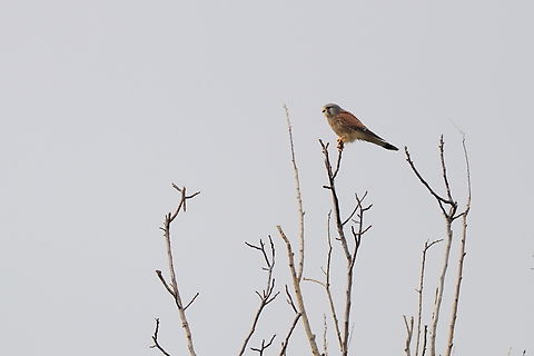 Common Kestrel  Common kestrel,Falco tinnunculus,Geotagged,Romania,Spring