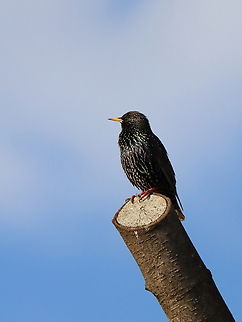 Common Starling  Common Starling,Geotagged,Romania,Spring,Sturnus vulgaris