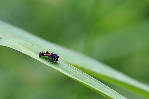 Ladybug Larva Ladybug larva eating an aphid Anatis ocellata,Eyed Ladybird,Geotagged,Harmonia axyridis,Multicolored Asian Lady Beetle,Romania,Spring