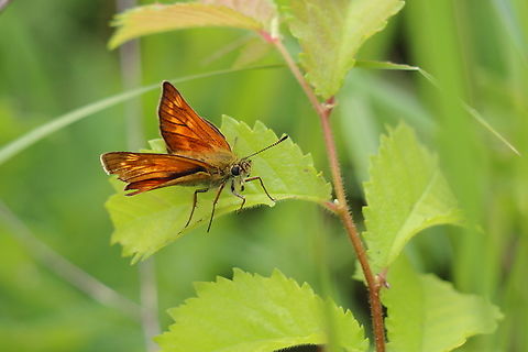Large Skipper  Geotagged,Large Skipper,Ochlodes sylvanus,Romania,Spring