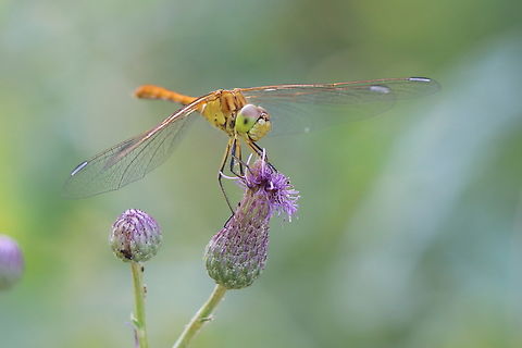 Darter  Geotagged,Romania,Summer,Sympetrum meridionale