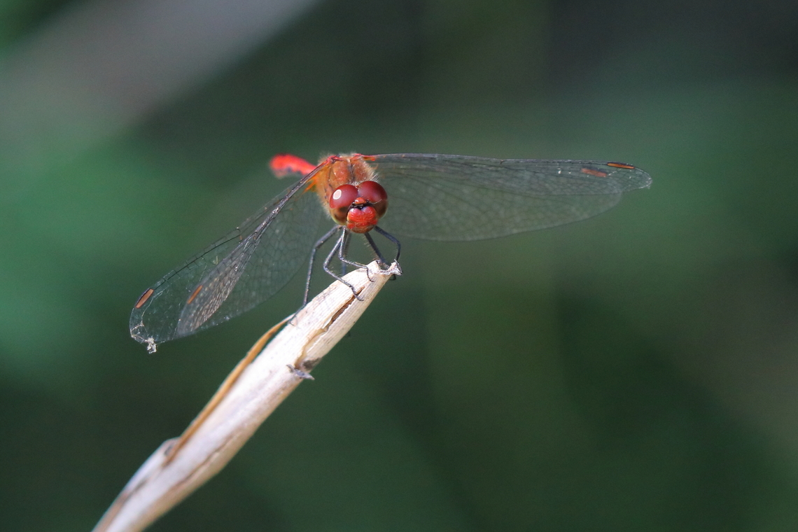 Darter  Geotagged,Romania,Ruddy Darter,Summer,Sympetrum sanguineum