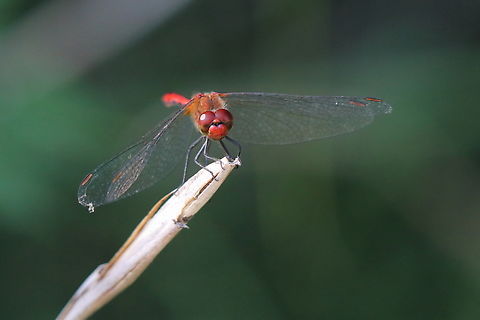 Darter  Geotagged,Romania,Ruddy Darter,Summer,Sympetrum sanguineum