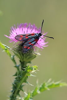 Six-spot Burnet, Romania  Geotagged,Romania,Six-spot burnet,Summer,Zygaena filipendulae