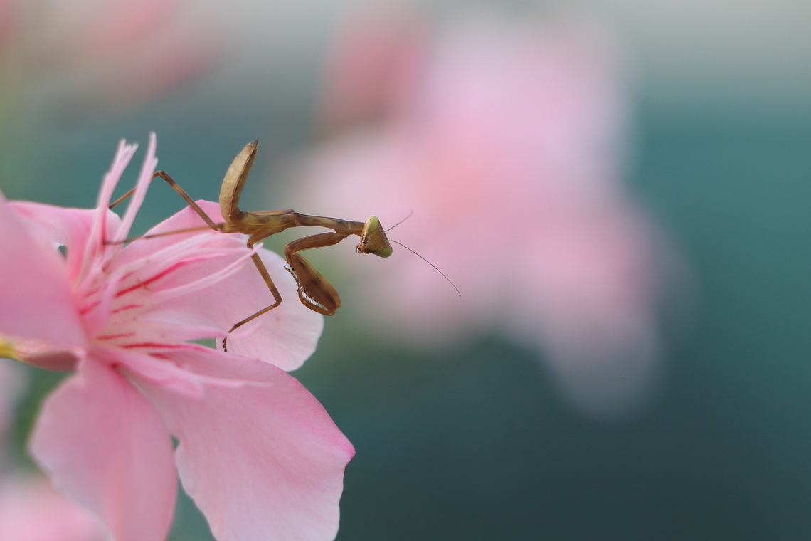 Transcaucasian Giant Mantis  Geotagged,Hierodula transcaucasica,Romania,Summer