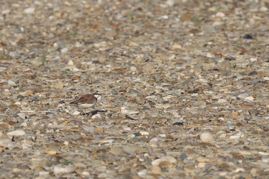 Plover  Charadrius dubius,Geotagged,Little Ringed Plover,Romania,Summer