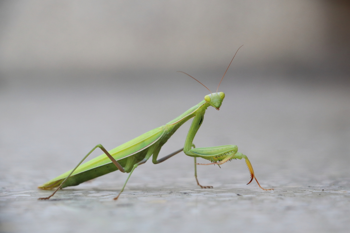 European Mantis  European Mantis,Geotagged,Mantis religiosa,Romania,Summer