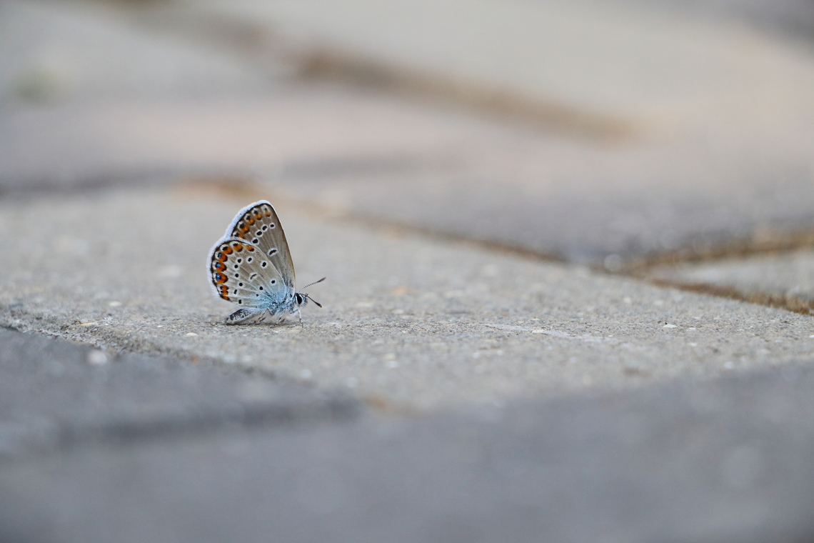 Common Blue  Common blue,Geotagged,Polyommatus icarus,Romania,Summer