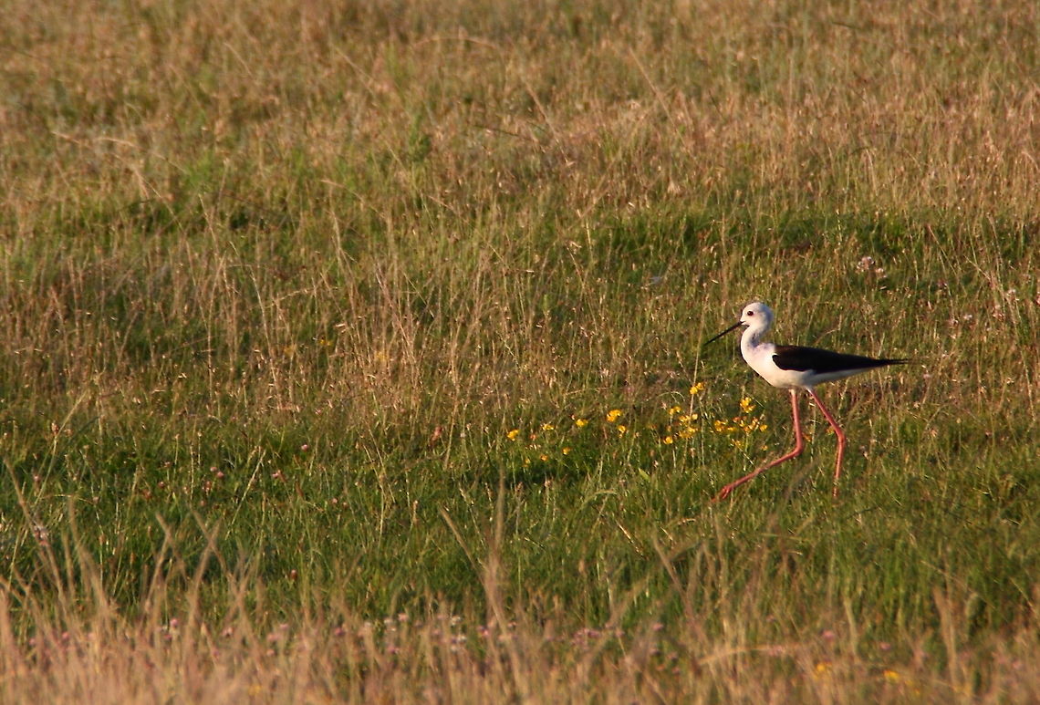Black-Winged Stilt A black-winged stilt looking for food in the field. Black-winged Stilt,Geotagged,Himantopus himantopus,Romania