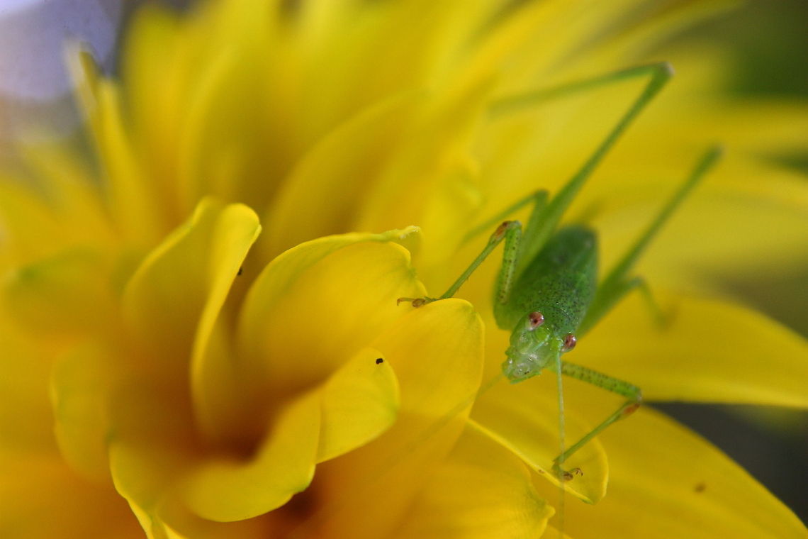 Speckled Bush-Cricket  Geotagged,Leptophyes punctatissima,Romania,Speckled bush-cricket
