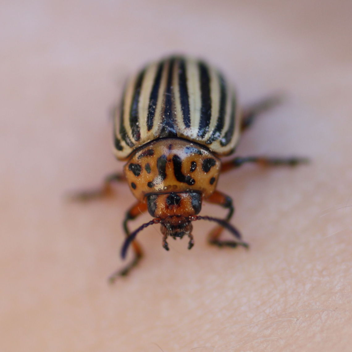 Colorado Potato Beetle  Colorado potato beetle,Geotagged,Leptinotarsa decemlineata,Romania