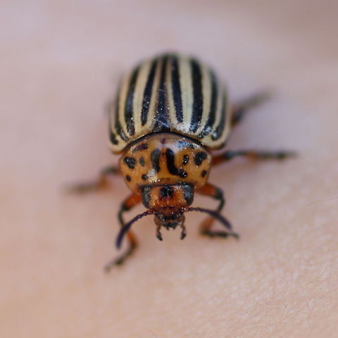 Colorado Potato Beetle  Colorado potato beetle,Geotagged,Leptinotarsa decemlineata,Romania