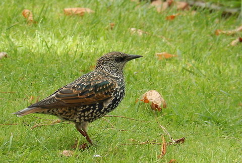 Common Starling  Common Starling,France,Geotagged,Sturnus vulgaris
