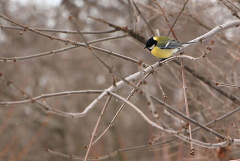 Great Tit  Geotagged,Great Tit,Parus major,Romania,Winter