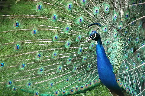 Peacock  Geotagged,Indian peafowl,Pavo cristatus,Romania,Spring
