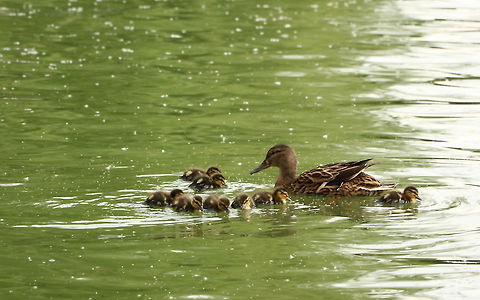Mallard (with Little Mallards)  Anas platyrhynchos,Geotagged,Mallard,Romania,Spring