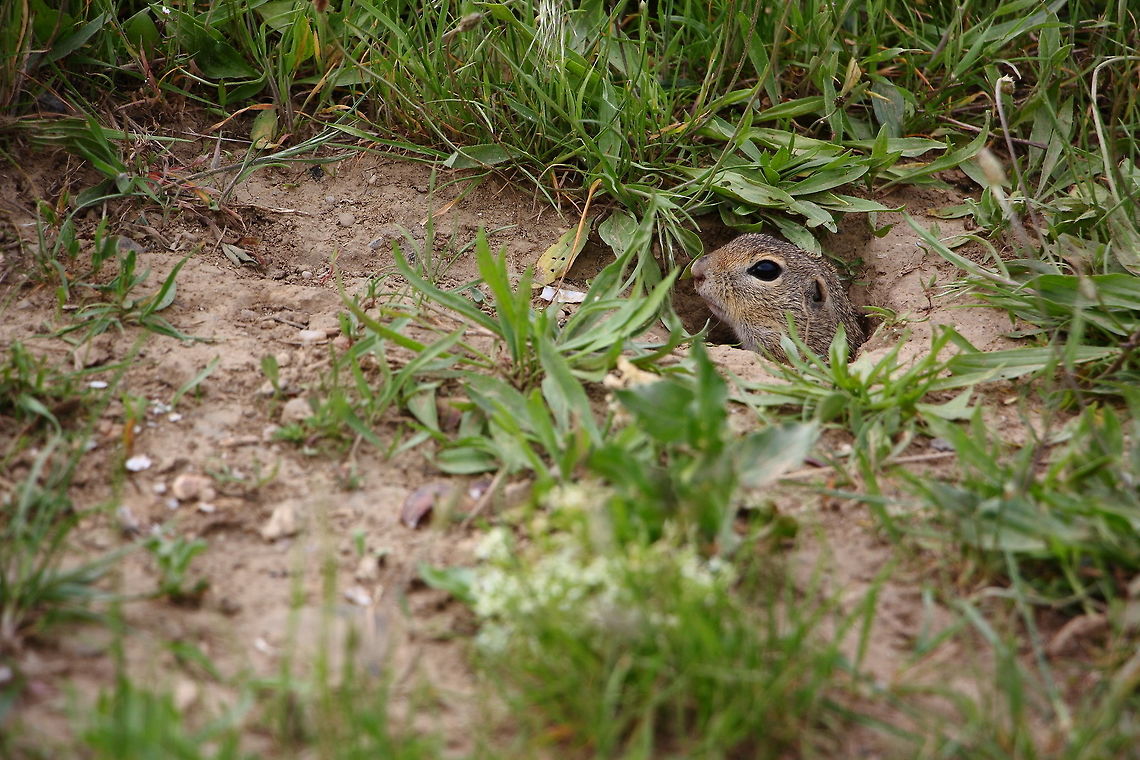 European Ground Squirrel  European ground squirrel,Geotagged,Romania,Spermophilus citellus,Spring
