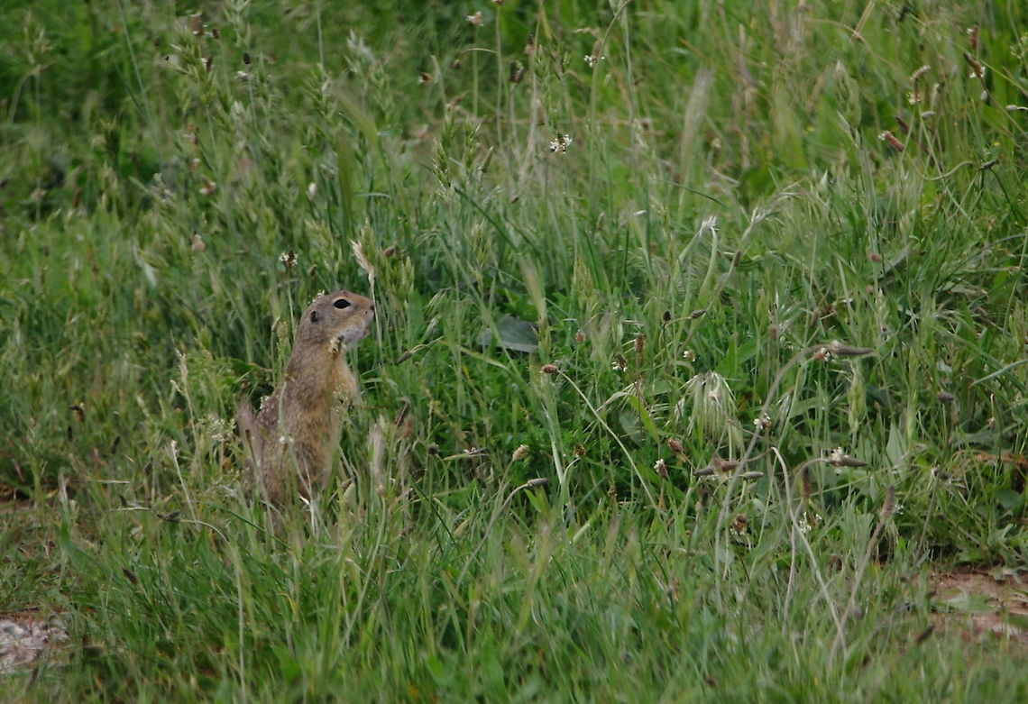 European Ground Squirrel  European ground squirrel,Geotagged,Romania,Spermophilus citellus,Spring