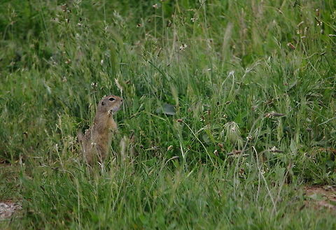 European Ground Squirrel  European ground squirrel,Geotagged,Romania,Spermophilus citellus,Spring