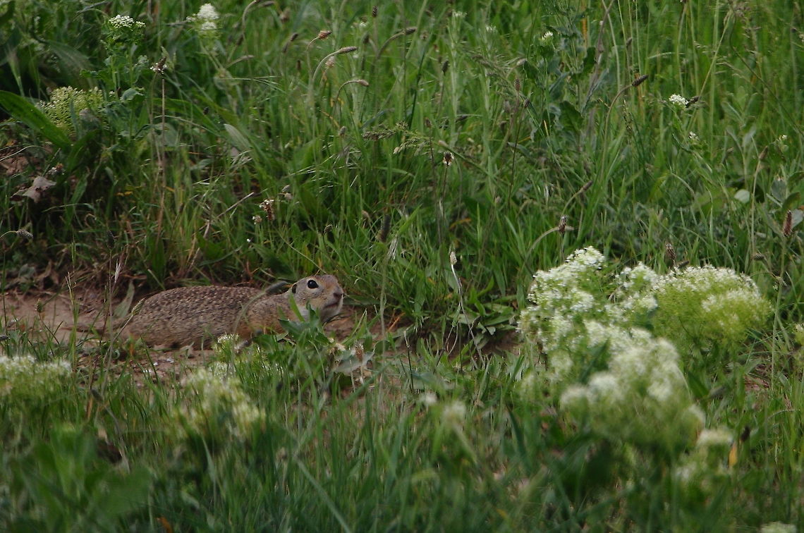 European Ground Squirrel  European ground squirrel,Geotagged,Romania,Spermophilus citellus,Spring