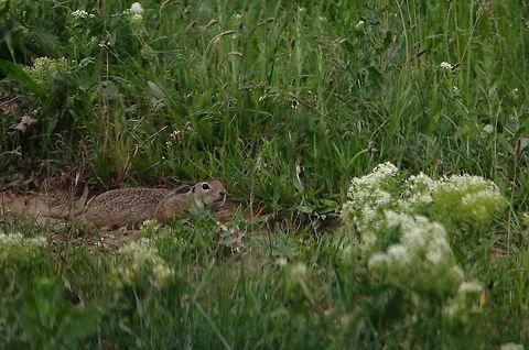 European Ground Squirrel  European ground squirrel,Geotagged,Romania,Spermophilus citellus,Spring