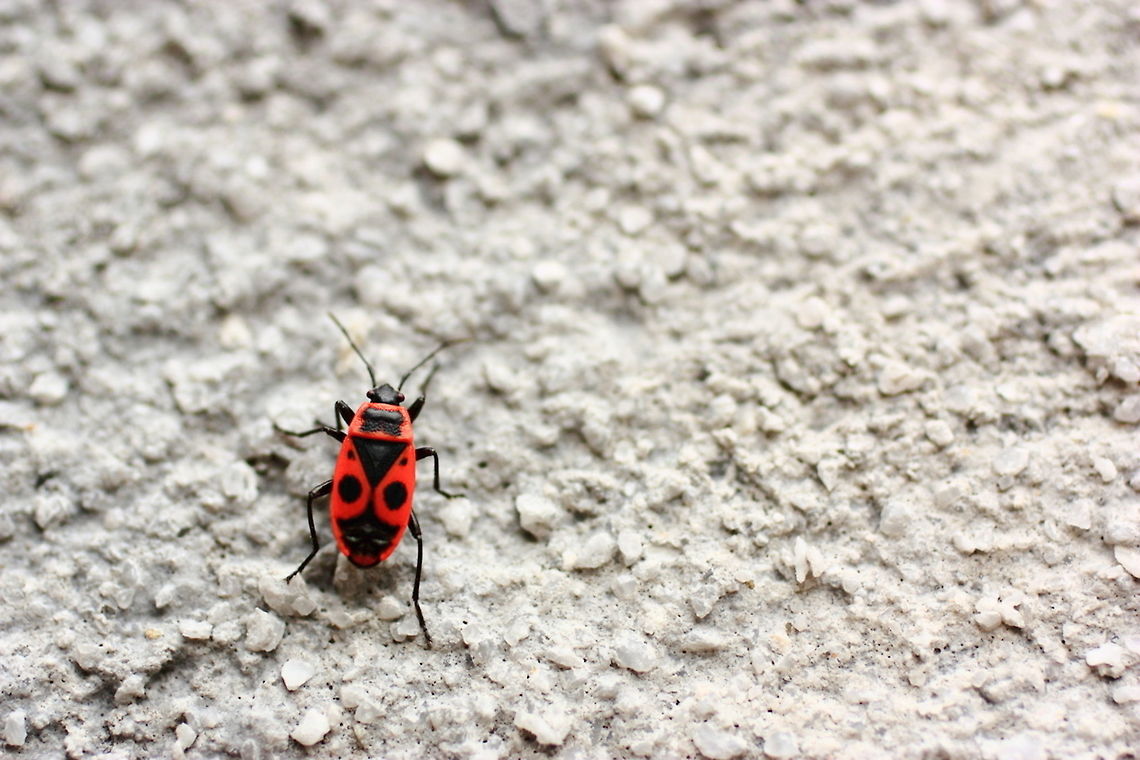 Firebug  Fall,Firebug,Geotagged,Pyrrhocoris apterus,Romania