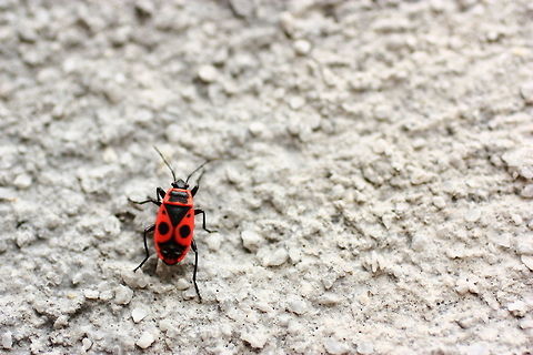 Firebug  Fall,Firebug,Geotagged,Pyrrhocoris apterus,Romania