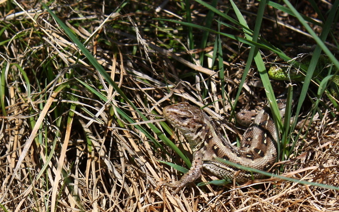 Sand Lizard  Lacerta agilis,Sand Lizard