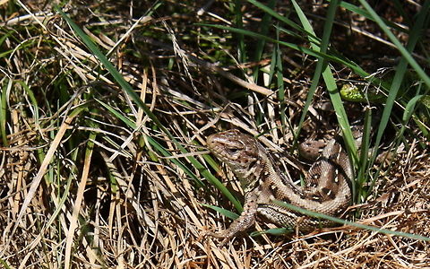 Sand Lizard  Lacerta agilis,Sand Lizard