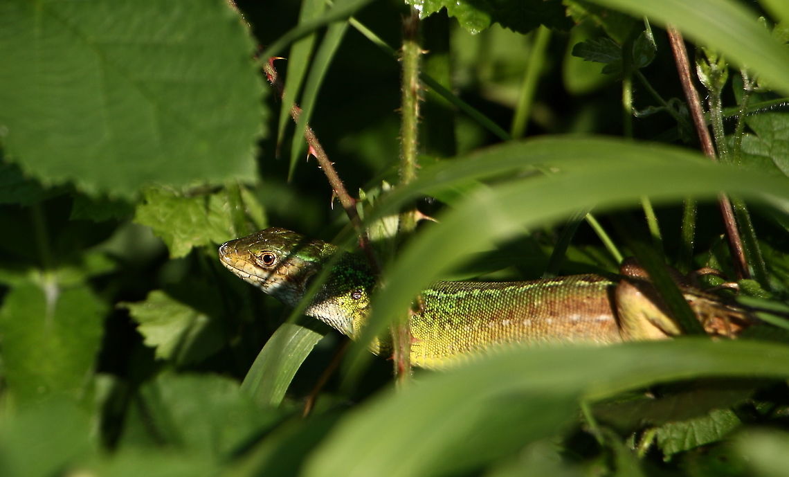 Balkan Green Lizard  Balkan green lizard,Geotagged,Germany,Lacerta trilineata,Romania,Spring