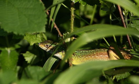 Balkan Green Lizard  Balkan green lizard,Geotagged,Germany,Lacerta trilineata,Romania,Spring