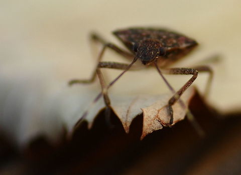 Stink Bug I suck at identifying species... Fall,Geotagged,Romania,stink bug