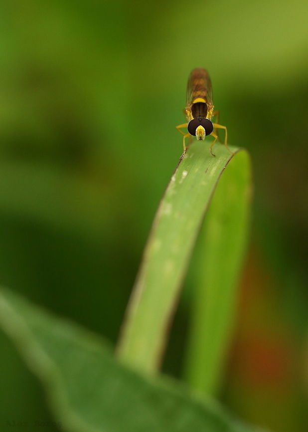 Hoverfly  Sphaerophoria scripta,hoverfly