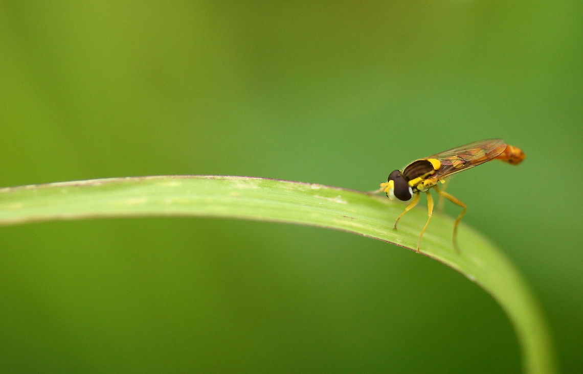 Hoverfly  Sphaerophoria scripta,hoverfly