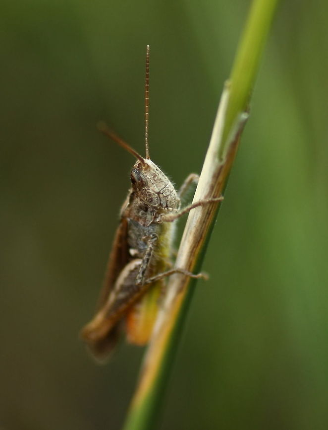 Grasshopper  Chorthippus parallelus,Geotagged,Romania,grasshopper,insect