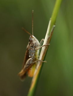 Grasshopper  Chorthippus parallelus,Geotagged,Romania,grasshopper,insect