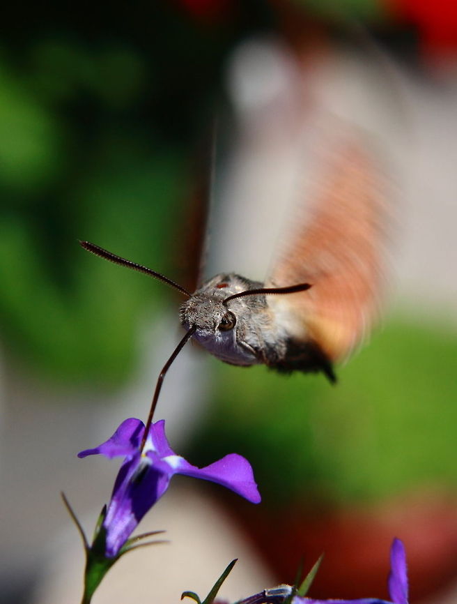 Feeding Frenzy  Geotagged,Hummingbird Hawkmoth,Macroglossum stellatarum,Moth,Romania,insect