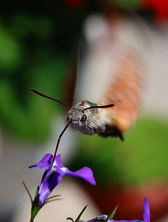 Feeding Frenzy  Geotagged,Hummingbird Hawkmoth,Macroglossum stellatarum,Moth,Romania,insect