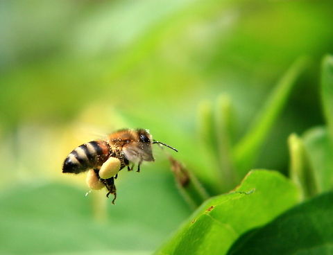 Busy Bee  Apis mellifera,European Honey bee,Geotagged,Romania,Western honey bee,bee