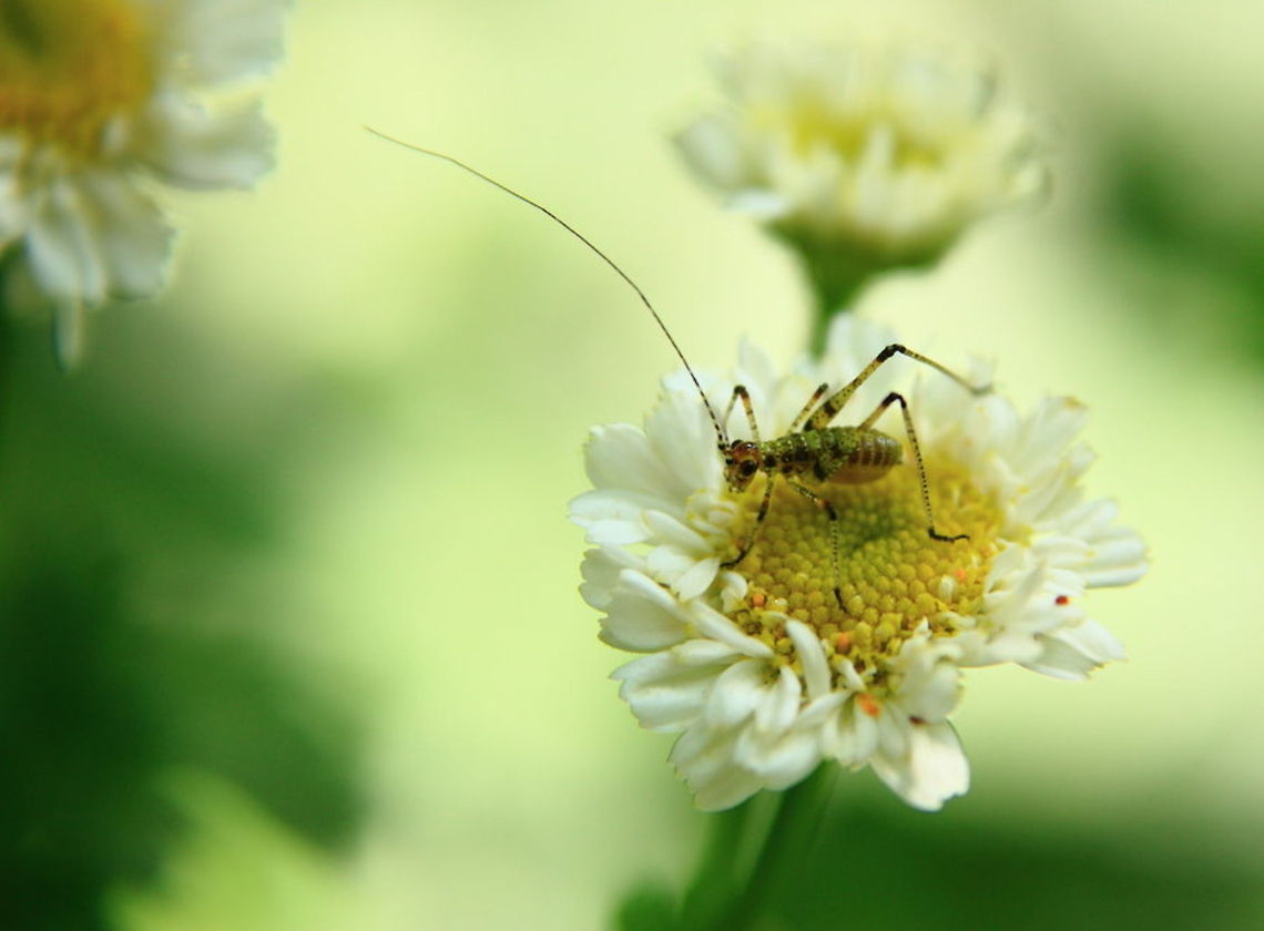 A Bug's Life  Geotagged,Romania,insect