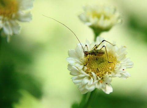 A Bug's Life  Geotagged,Romania,insect