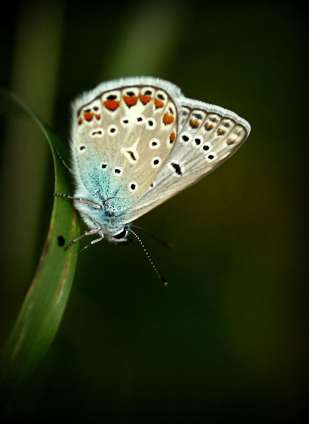 Butterfly  Common Blue,Geotagged,Polyommatus icarus,Romania,butterfly,insect