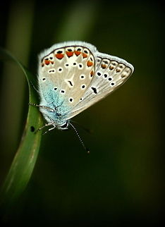 Butterfly  Common Blue,Geotagged,Polyommatus icarus,Romania,butterfly,insect