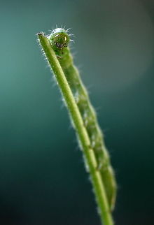 Smile for the Camera  Caterpillar,Geotagged,Romania