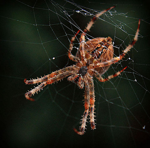 Araneus Diadematus  Araneus diadematus,European garden spider,Geotagged,Romania