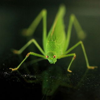 You Put Your Right Foot Out...  Geotagged,Grasshopper,Omocestus viridulus,Romania